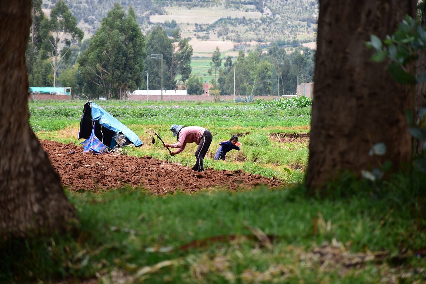 Campesinos sembrando en el valle del Mantaro